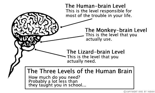 diagram of the human brain